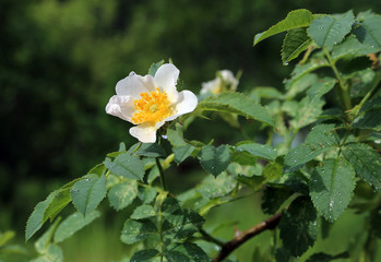 Beautiful flower of a white Dog Roses