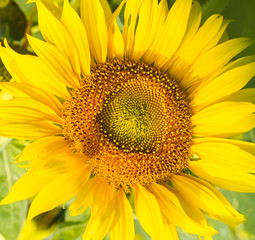 Bright blooming yellow sunflower,closeup shot.