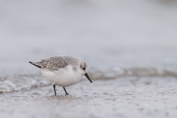 A group european Sanderling (Calidris alba) birds standing near the shore
