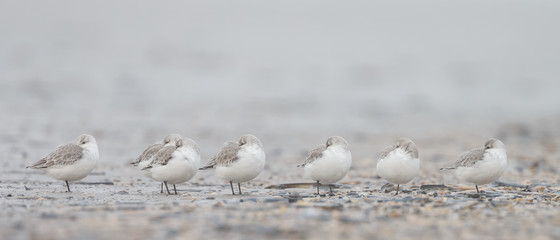 A group european Sanderling (Calidris alba) birds standing near the shore
