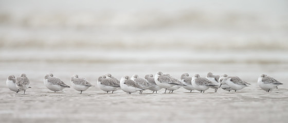 A group european Sanderling (Calidris alba) birds standing near the shore
