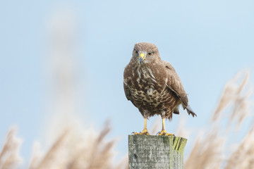 Buzzard perched on a pole 
