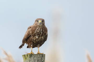 Buzzard perched on a pole 
