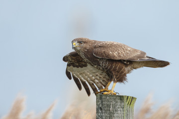Buzzard perched on a pole 
