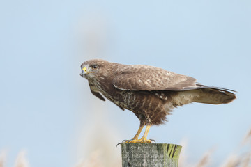 Buzzard perched on a pole 
