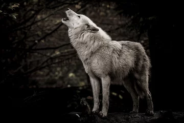 Foto op Plexiglas Wolf in het donker © jefwod