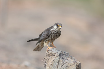 Amur Falcon, female in action