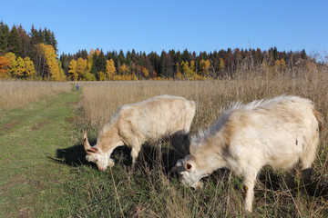 Fototapeta premium Goats are grazed on a meadow in the fall