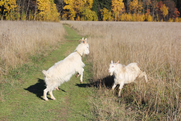 Two goats butt on the forest road