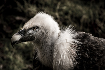 Vulture in the dark