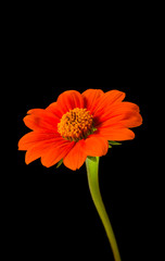 Shot of bright daisy flower on black isolated.
