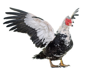 Barbarie duck in studio