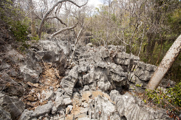 dry deciduous forest in the dry season, reserve Ankarana, Madagascar