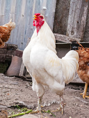 White rooster, cock, chicken or hen crowing, cackling or clucking inside a chicken coop or hen house.