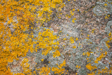 Background texture of Xanthoria parietina lichens on an old granite wall.