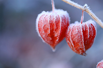 physalis in frost. Physalis in December