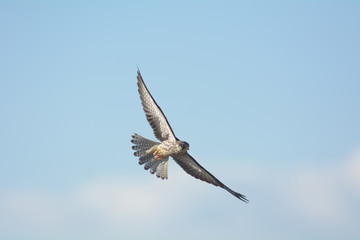 Fototapeta premium Amur Falcon, female in action