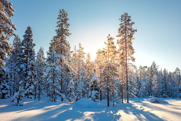 Winter Snowy Forest and Sunlight