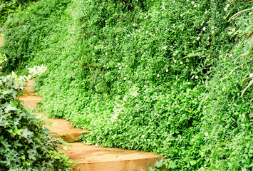 path way in green nature plant