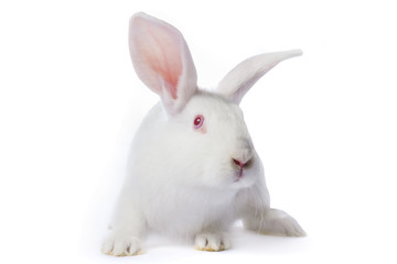 Timid young white rabbit isolated on white background.