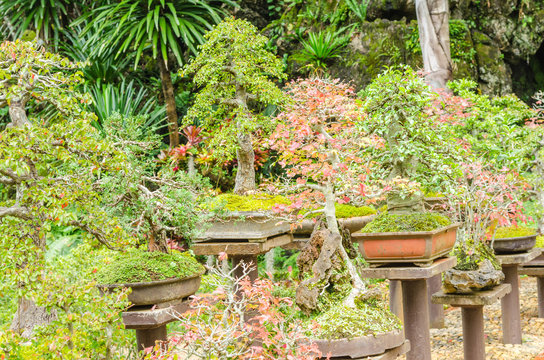 Beautiful Bonsai tree in outdoor garden