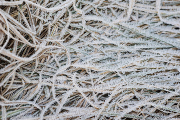 Frozen grass closeup background
