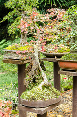 Fototapeta na wymiar Beautiful Bonsai tree in outdoor garden
