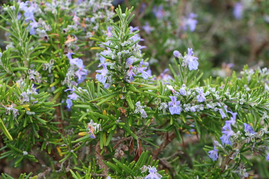 Plant de romarin en fleurs