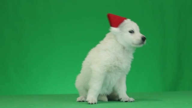 puppy in a hat of Santa Claus on green screen