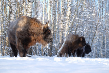 Wisent herd in winter birch forest