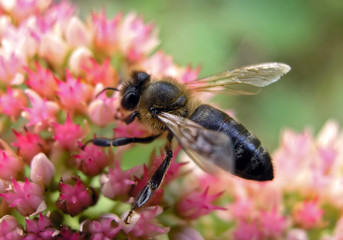 Bee pollinating a pink flower close up