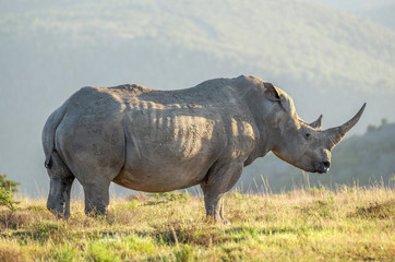 Obraz premium White Rhino in the wild