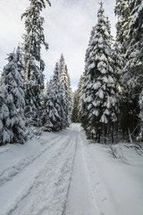 Winter road through the forest.