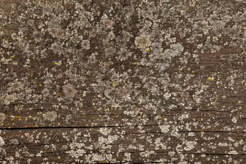 Old wooden board covered with moss and lichen. Vintage wood texture.