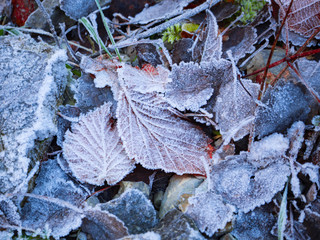 hojas de otoño heladas en la zona del cañón de Añisclo, Huesca, España, Diciembre de 2016 OLYMPUS CAMERA DIGITAL
