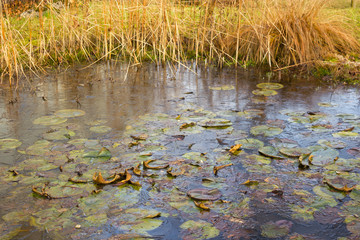 Gartenteich im Winter