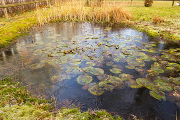 Gartenteich im Winter