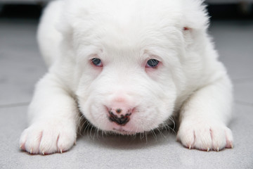 Close up portrait Puppy
