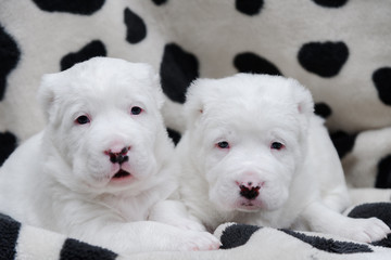 Couple puppy dog of Asian Shepherd