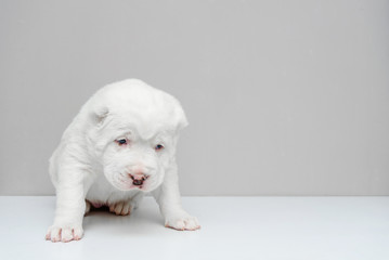 Central Asian Shepherd Dog Puppy