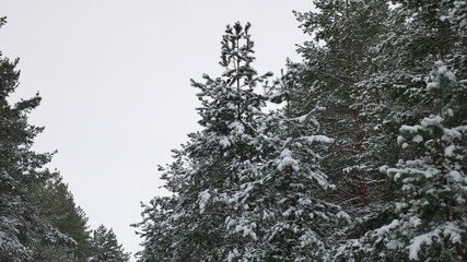 tree tops christmas of the trees in the snow Winter beautiful forest nature landscape