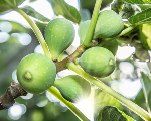 Ripe fig fruits on the tree.