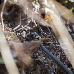 A beautiful grass snake in last years autumn leaves