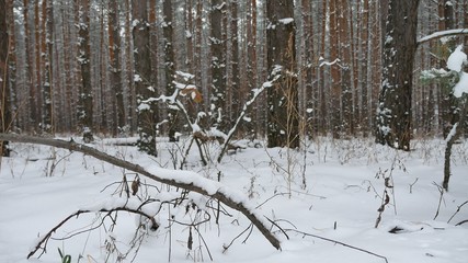 tree trunks christmas tree winter forest nature pine landscape beautiful