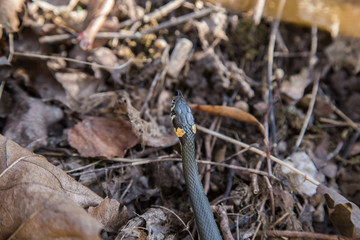 A beautiful grass snake in last years autumn leaves