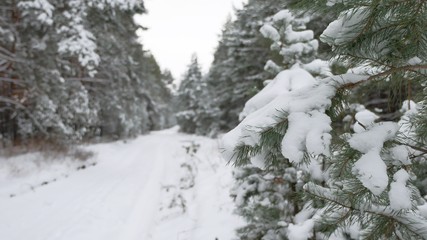 Fototapeta na wymiar tree branch christmas in the snow in the wind swinging winter forest nature landscape