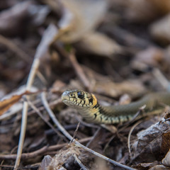 A beautiful grass snake in last years autumn leaves