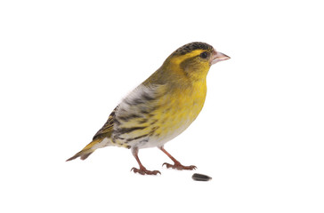 male siskin