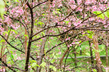 beautiful flower tree and outdoor garden