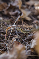 A beautiful grass snake in last years autumn leaves